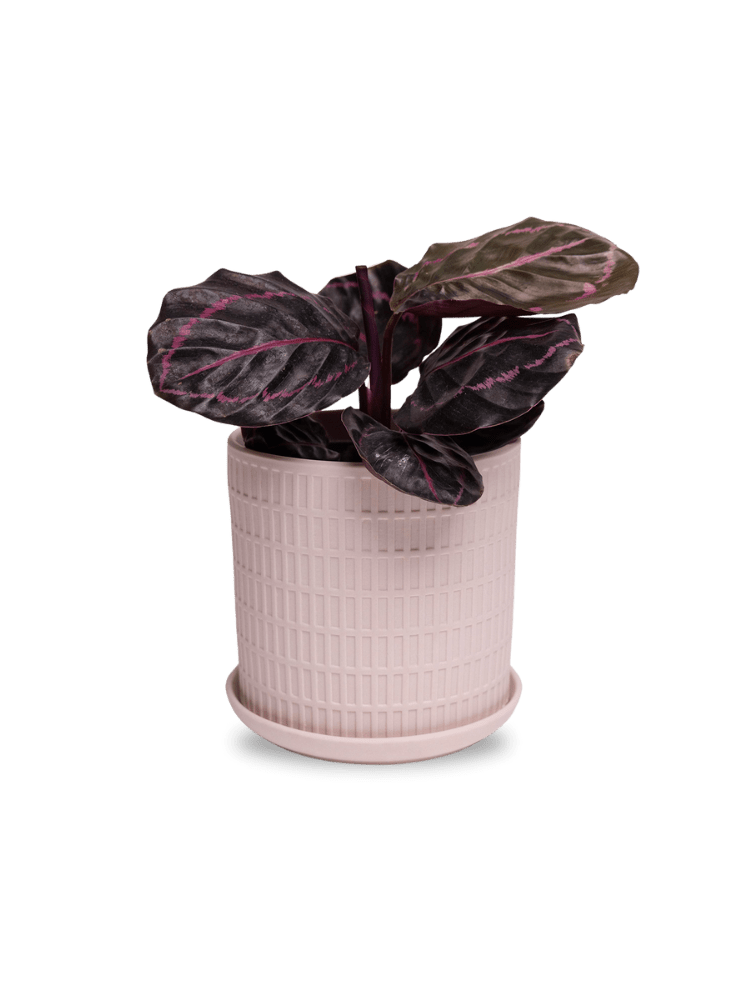 Virago 5" Porcelain Pot With Drainage Hole And Saucer - Chive Ceramics Studio - Pots - Chive Ceramics Studio