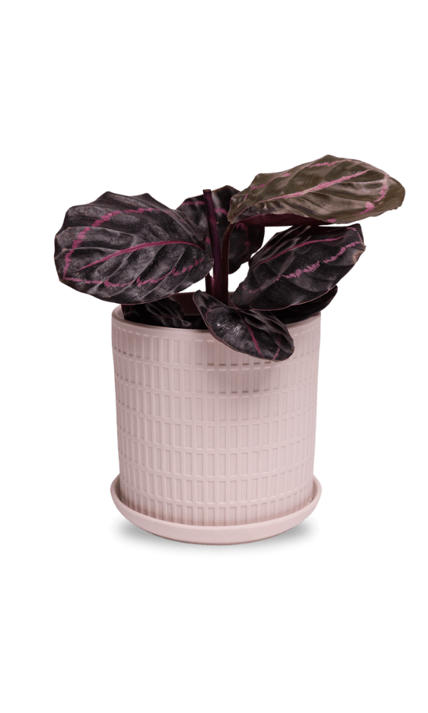 Virago 5" Porcelain Pot With Drainage Hole And Saucer - Chive Ceramics Studio - Pots - Chive Ceramics Studio