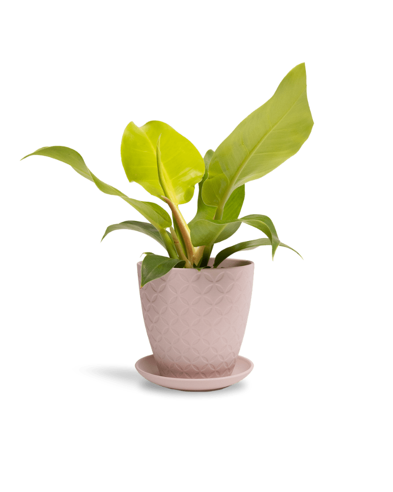 Virago 5" Porcelain Pot With Drainage Hole And Saucer - Chive Ceramics Studio - Pots - Chive Ceramics Studio