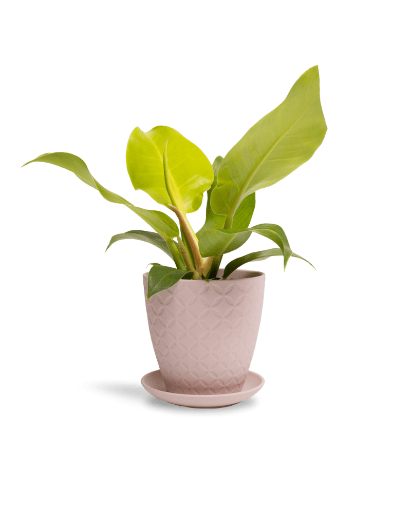 Virago 5" Porcelain Pot With Drainage Hole And Saucer - Chive Ceramics Studio - Pots - Chive Ceramics Studio