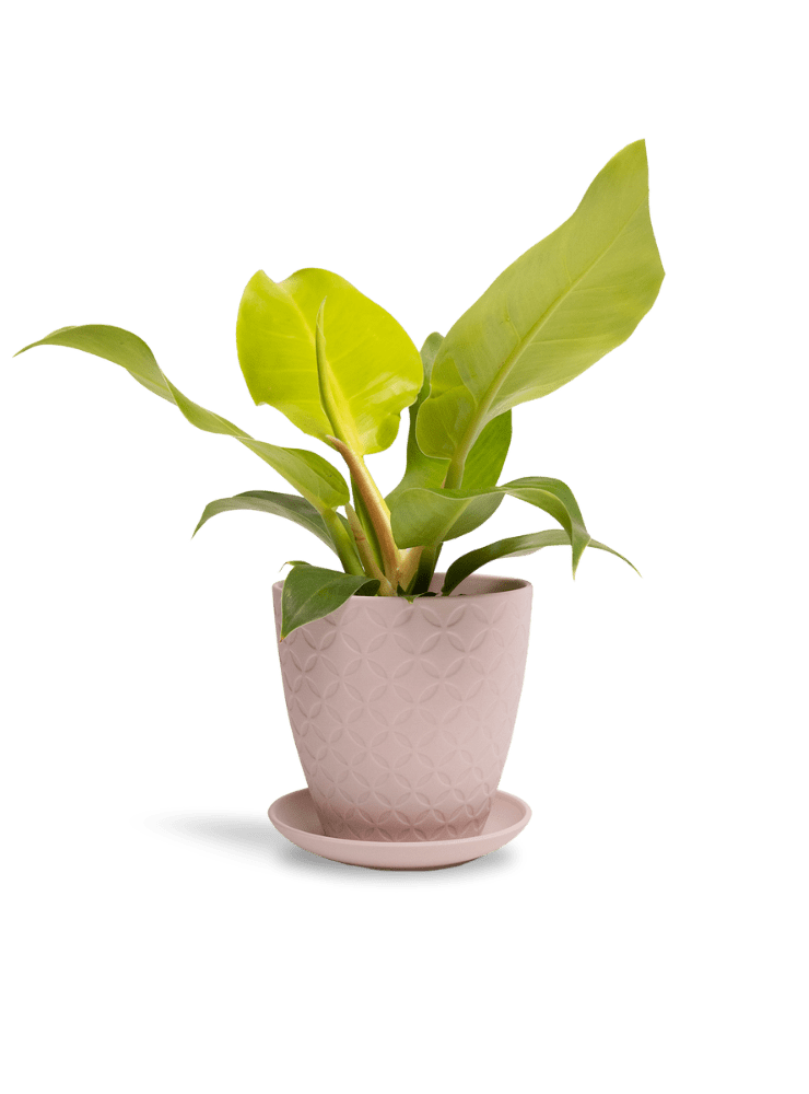 Virago 5" Porcelain Pot With Drainage Hole And Saucer - Chive Ceramics Studio - Pots - Chive Ceramics Studio