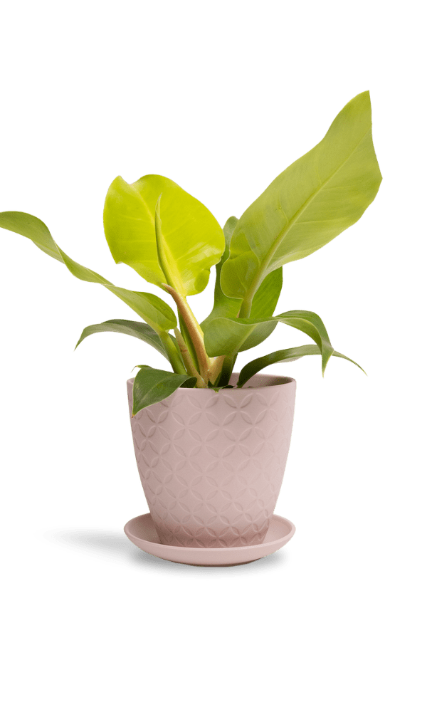 Virago 5" Porcelain Pot With Drainage Hole And Saucer - Chive Ceramics Studio - Pots - Chive Ceramics Studio