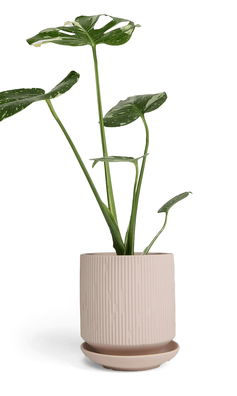 Virago 5" Porcelain Pot With Drainage Hole And Saucer - Chive Ceramics Studio - Pots - Chive Ceramics Studio