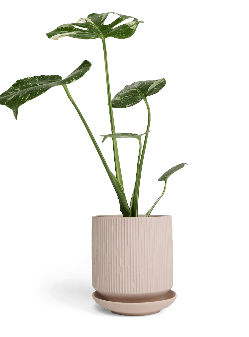 Virago 5" Porcelain Pot With Drainage Hole And Saucer - Chive Ceramics Studio - Pots - Chive Ceramics Studio