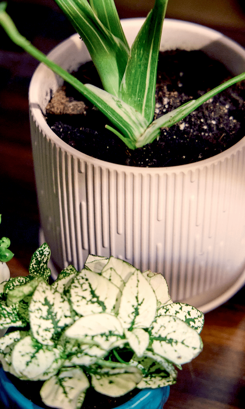 Virago 5" Porcelain Pot With Drainage Hole And Saucer - Chive Ceramics Studio - Pots - Chive Ceramics Studio