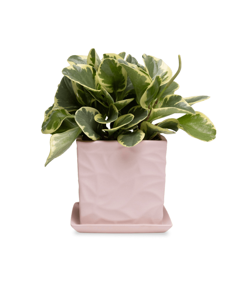 Virago 5" Porcelain Pot With Drainage Hole And Saucer - Chive Ceramics Studio - Pots - Chive Ceramics Studio