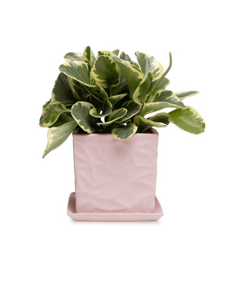 Virago 5" Porcelain Pot With Drainage Hole And Saucer - Chive Ceramics Studio - Pots - Chive Ceramics Studio