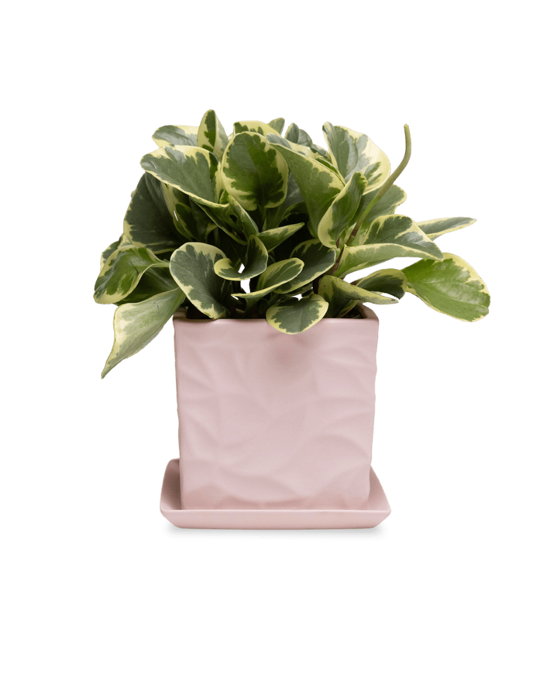 Virago 5" Porcelain Pot With Drainage Hole And Saucer - Chive Ceramics Studio - Pots - Chive Ceramics Studio