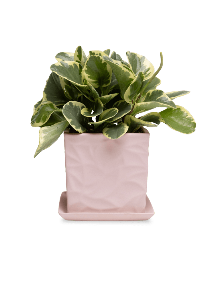 Virago 5" Porcelain Pot With Drainage Hole And Saucer - Chive Ceramics Studio - Pots - Chive Ceramics Studio