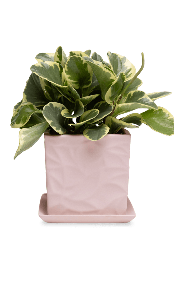 Virago 5" Porcelain Pot With Drainage Hole And Saucer - Chive Ceramics Studio - Pots - Chive Ceramics Studio