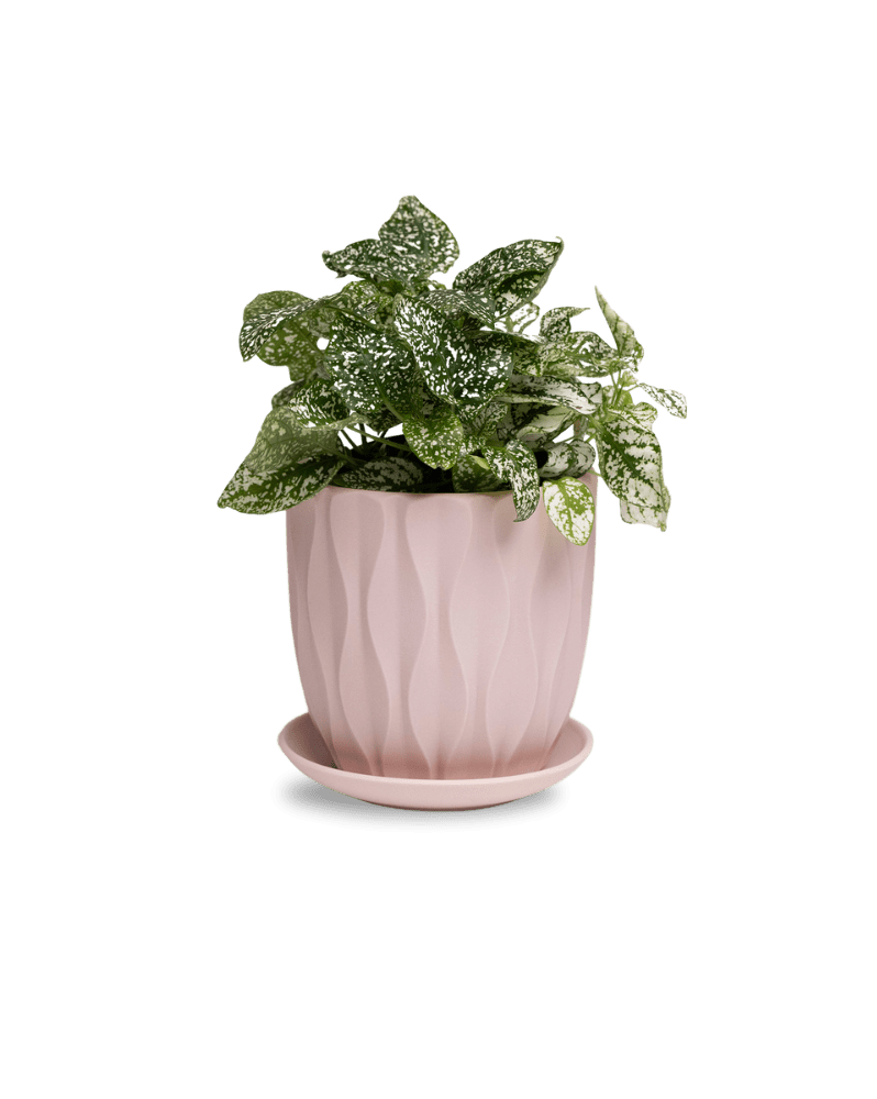 Virago 5" Porcelain Pot With Drainage Hole And Saucer - Chive Ceramics Studio - Pots - Chive Ceramics Studio