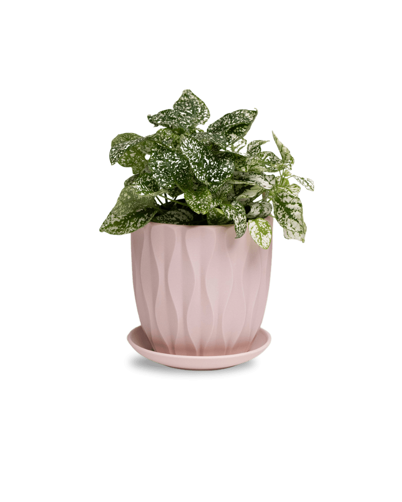 Virago 5" Porcelain Pot With Drainage Hole And Saucer - Chive Ceramics Studio - Pots - Chive Ceramics Studio