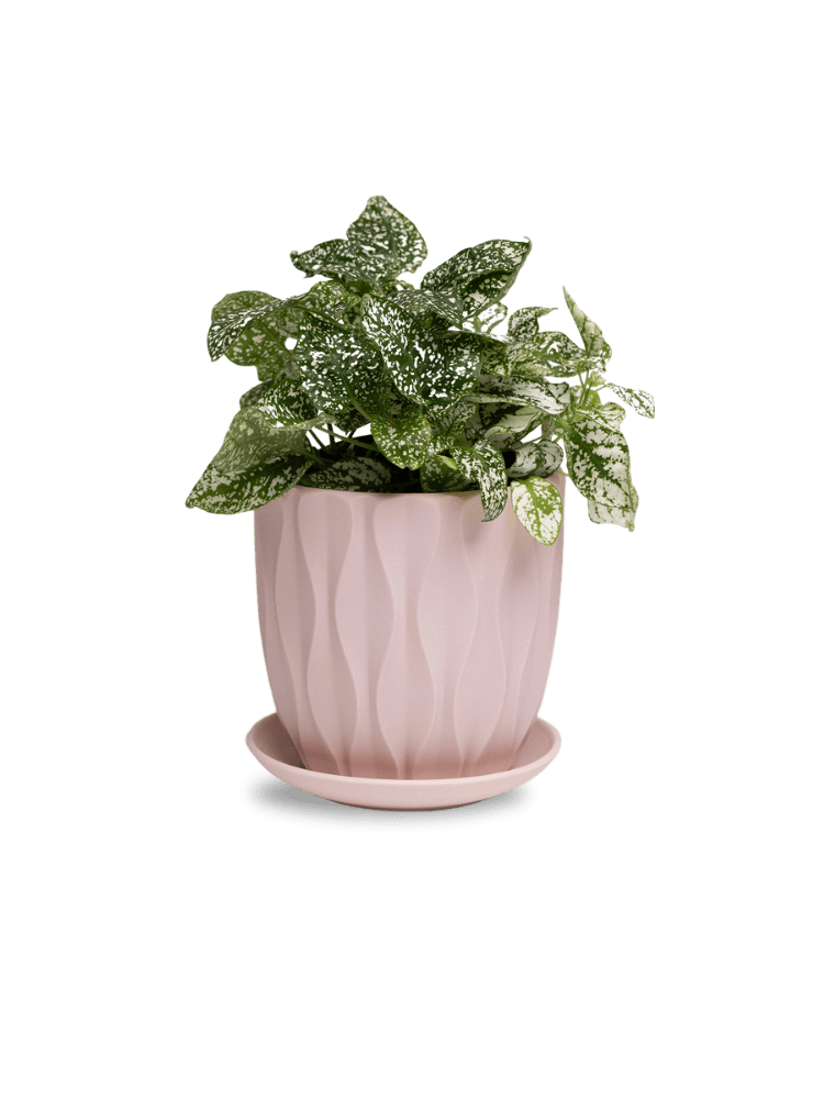 Virago 5" Porcelain Pot With Drainage Hole And Saucer - Chive Ceramics Studio - Pots - Chive Ceramics Studio