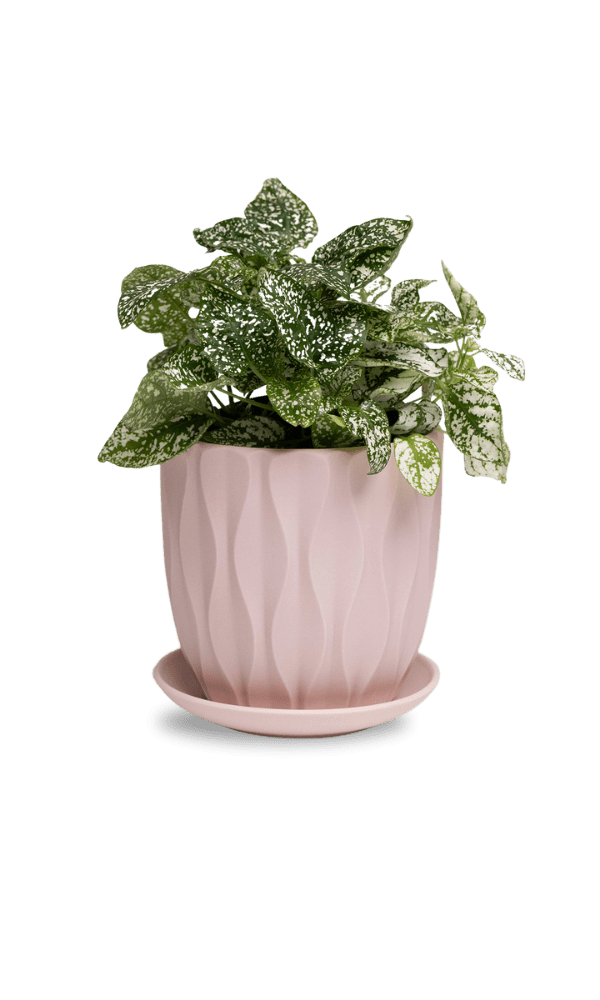 Virago 5" Porcelain Pot With Drainage Hole And Saucer - Chive Ceramics Studio - Pots - Chive Ceramics Studio