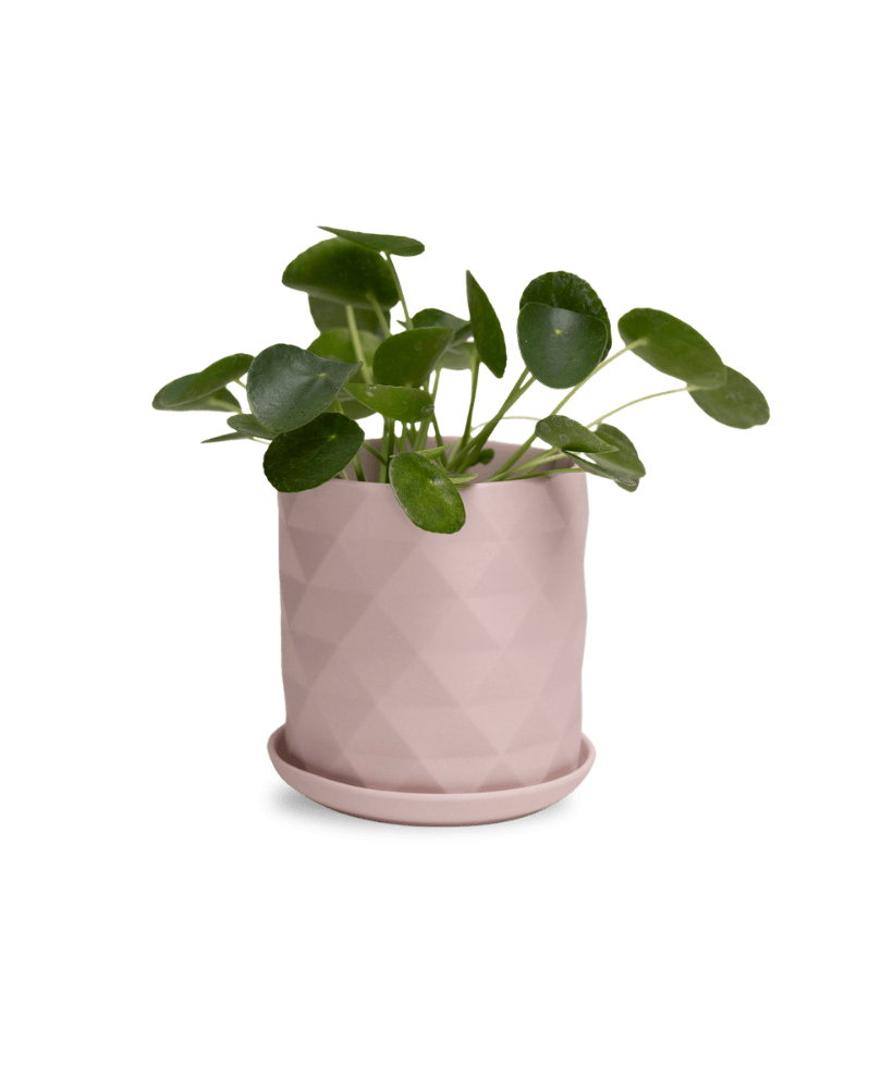 Virago 5" Porcelain Pot With Drainage Hole And Saucer - Chive Ceramics Studio - Pots - Chive Ceramics Studio