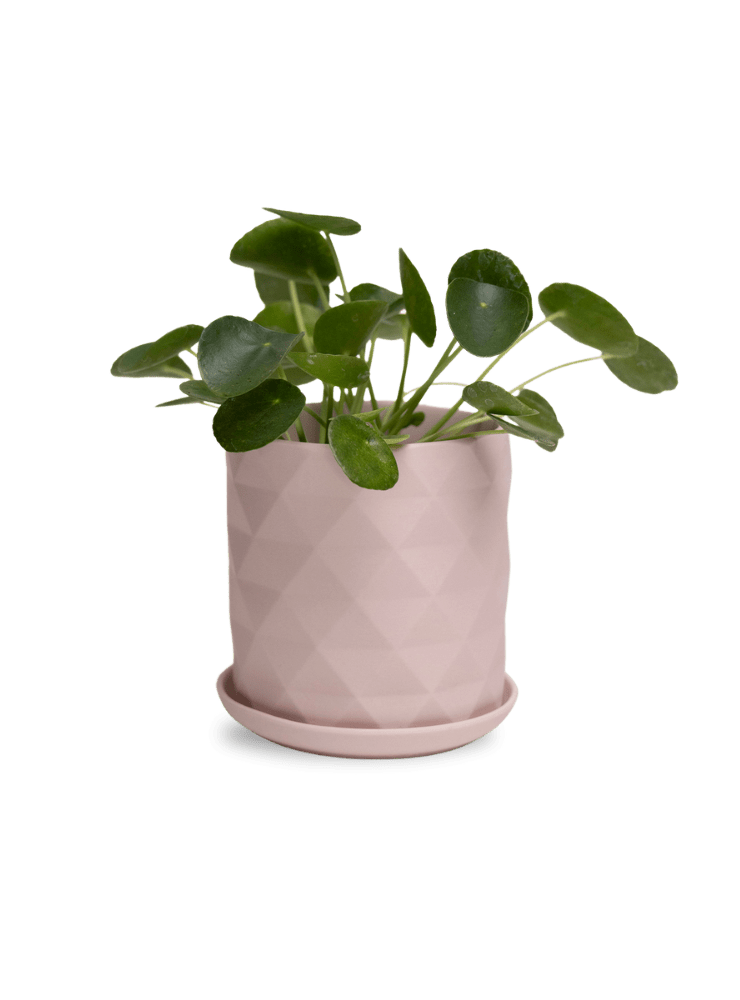 Virago 5" Porcelain Pot With Drainage Hole And Saucer - Chive Ceramics Studio - Pots - Chive Ceramics Studio