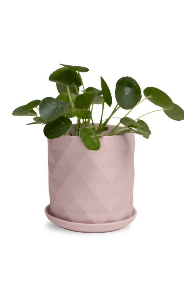 Virago 5" Porcelain Pot With Drainage Hole And Saucer - Chive Ceramics Studio - Pots - Chive Ceramics Studio