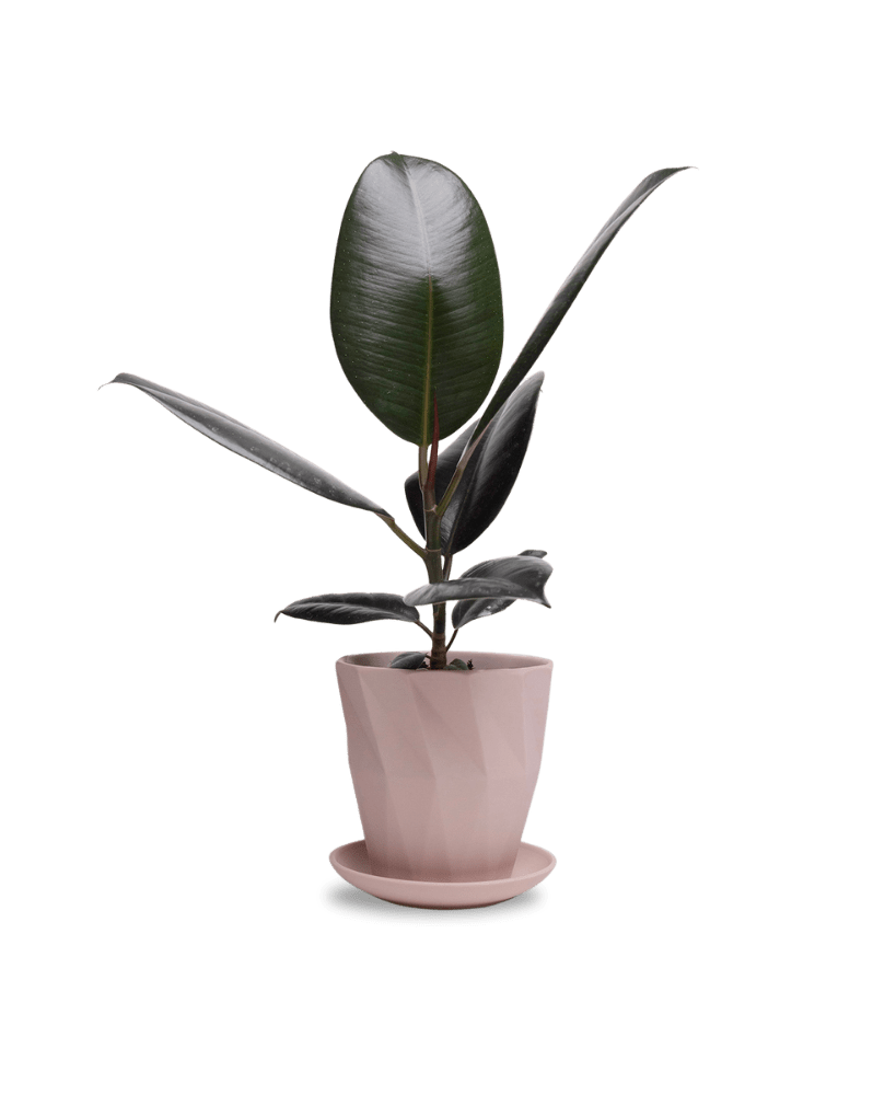 Virago 5" Porcelain Pot With Drainage Hole And Saucer - Chive Ceramics Studio - Pots - Chive Ceramics Studio