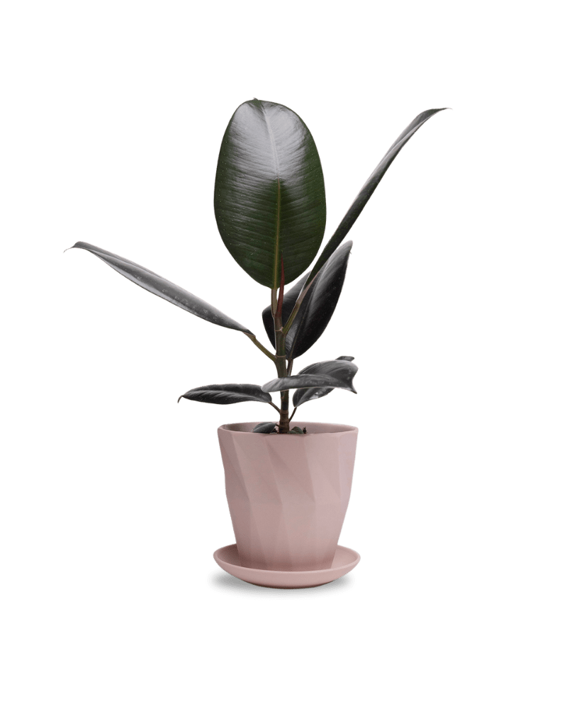 Virago 5" Porcelain Pot With Drainage Hole And Saucer - Chive Ceramics Studio - Pots - Chive Ceramics Studio