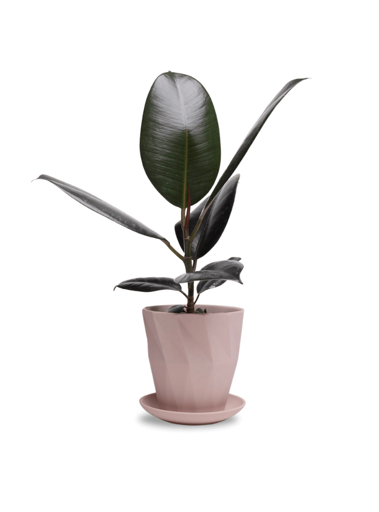 Virago 5" Porcelain Pot With Drainage Hole And Saucer - Chive Ceramics Studio - Pots - Chive Ceramics Studio