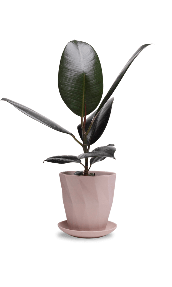 Virago 5" Porcelain Pot With Drainage Hole And Saucer - Chive Ceramics Studio - Pots - Chive Ceramics Studio