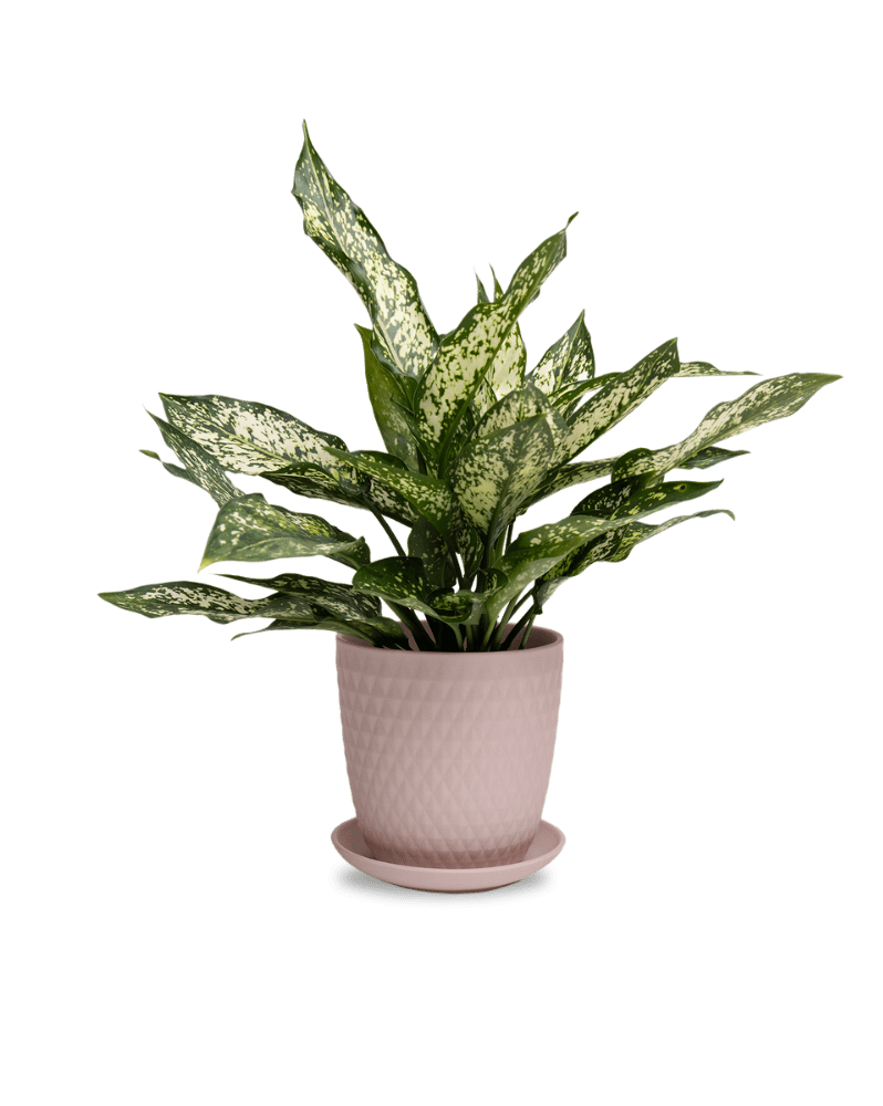 Virago 5" Porcelain Pot With Drainage Hole And Saucer - Chive Ceramics Studio - Pots - Chive Ceramics Studio