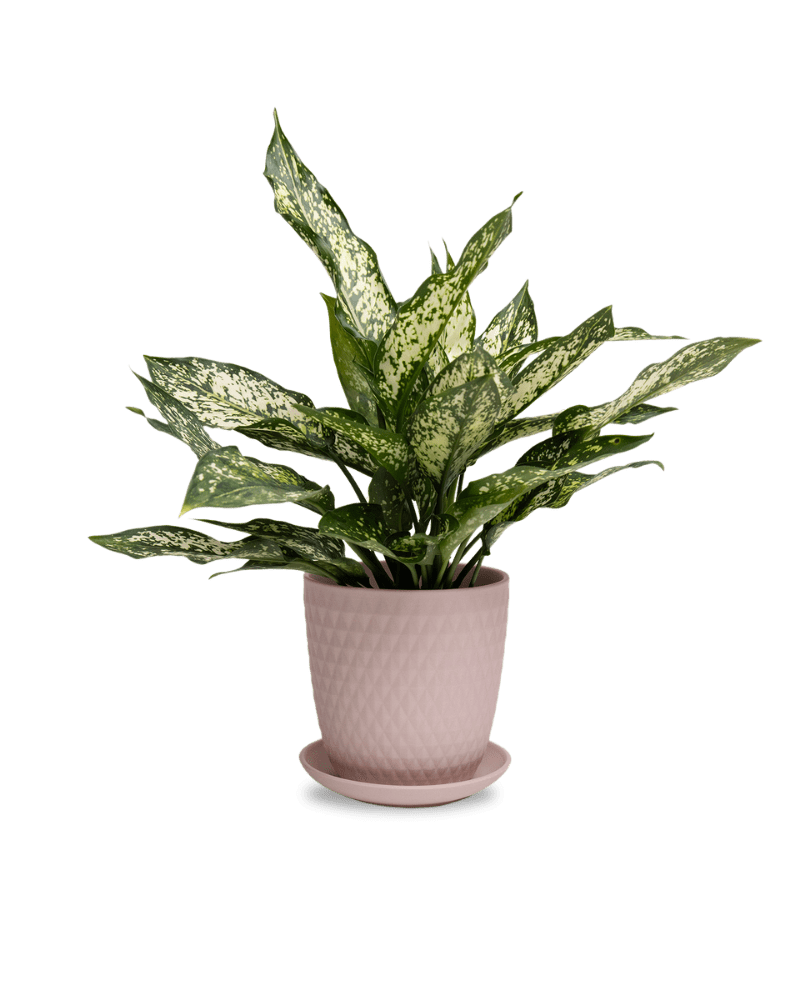 Virago 5" Porcelain Pot With Drainage Hole And Saucer - Chive Ceramics Studio - Pots - Chive Ceramics Studio