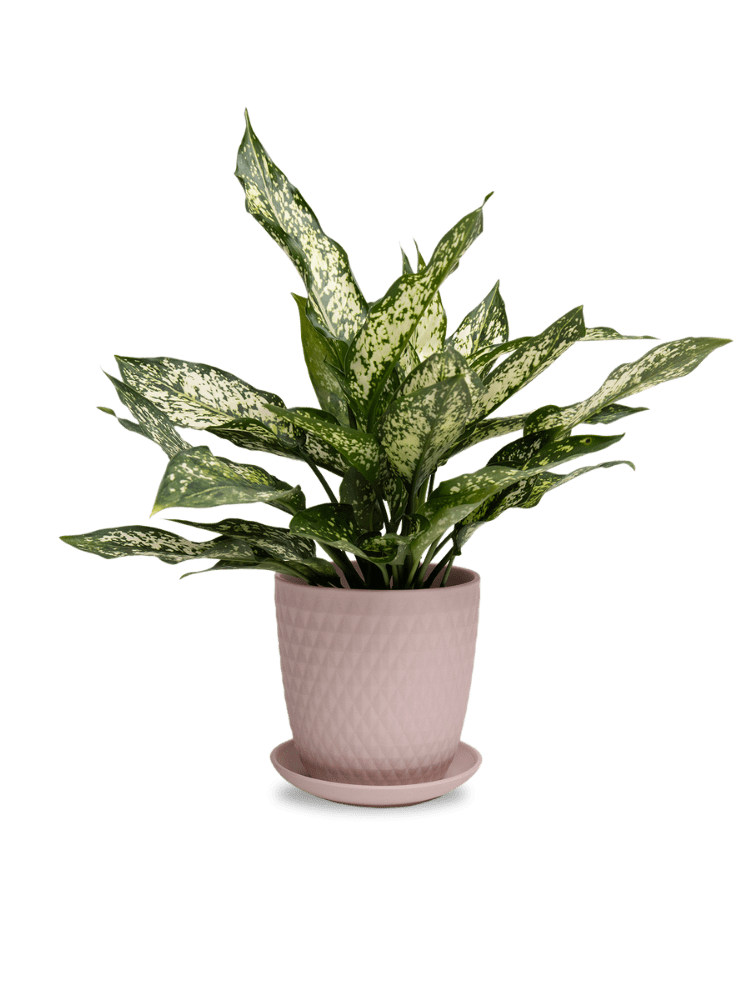 Virago 5" Porcelain Pot With Drainage Hole And Saucer - Chive Ceramics Studio - Pots - Chive Ceramics Studio