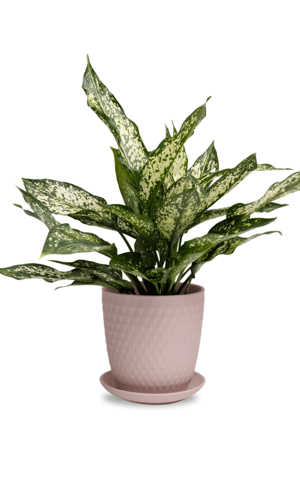 Virago 5" Porcelain Pot With Drainage Hole And Saucer - Chive Ceramics Studio - Pots - Chive Ceramics Studio