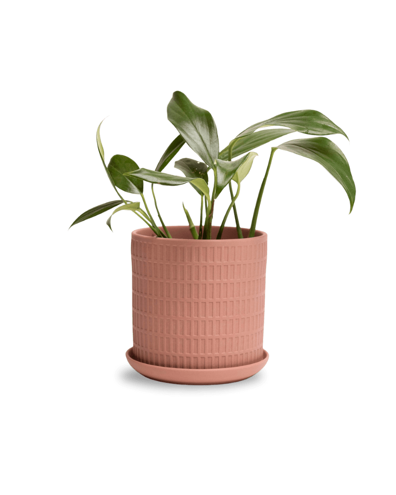 Virago 5" Porcelain Pot With Drainage Hole And Saucer - Chive Ceramics Studio - Pots - Chive Ceramics Studio