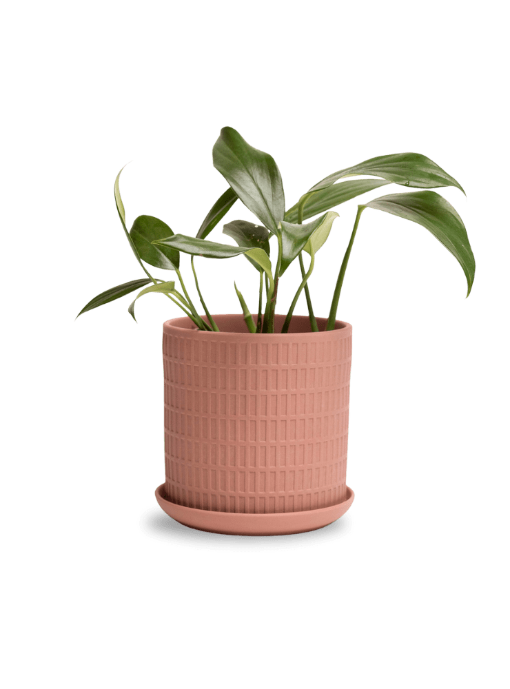 Virago 5" Porcelain Pot With Drainage Hole And Saucer - Chive Ceramics Studio - Pots - Chive Ceramics Studio