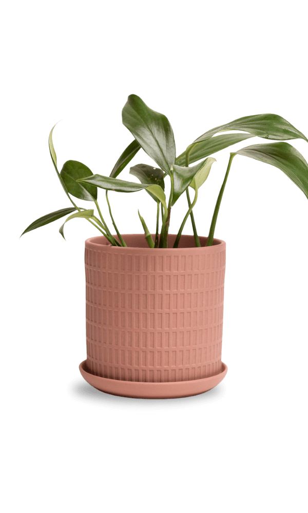 Virago 5" Porcelain Pot With Drainage Hole And Saucer - Chive Ceramics Studio - Pots - Chive Ceramics Studio