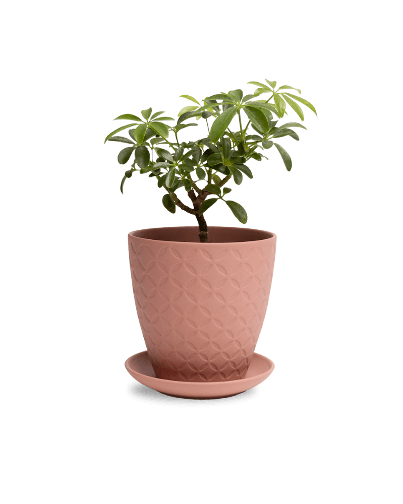 Virago 5" Porcelain Pot With Drainage Hole And Saucer - Chive Ceramics Studio - Pots - Chive Ceramics Studio