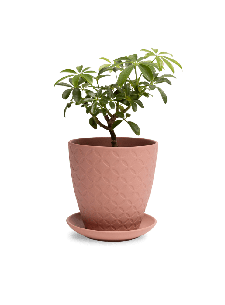 Virago 5" Porcelain Pot With Drainage Hole And Saucer - Chive Ceramics Studio - Pots - Chive Ceramics Studio