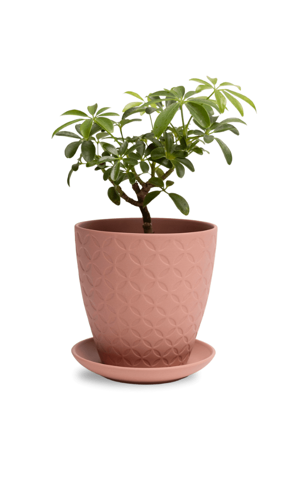 Virago 5" Porcelain Pot With Drainage Hole And Saucer - Chive Ceramics Studio - Pots - Chive Ceramics Studio