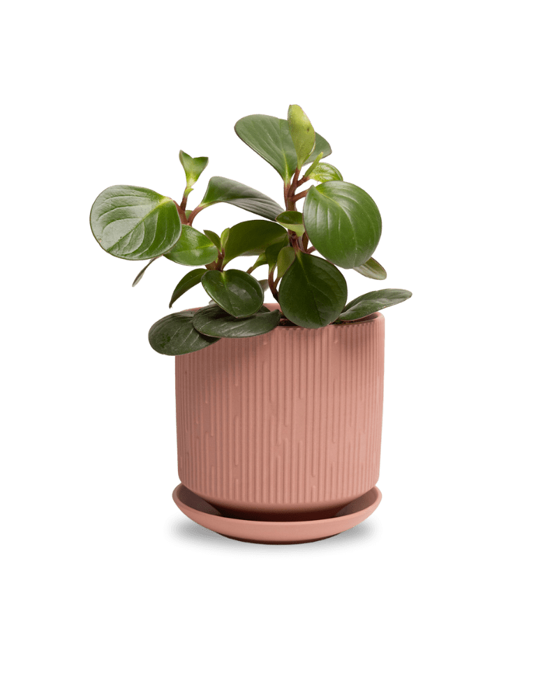 Virago 5" Porcelain Pot With Drainage Hole And Saucer - Chive Ceramics Studio - Pots - Chive Ceramics Studio