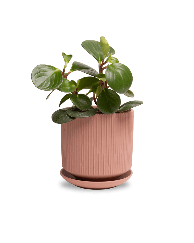 Virago 5" Porcelain Pot With Drainage Hole And Saucer - Chive Ceramics Studio - Pots - Chive Ceramics Studio