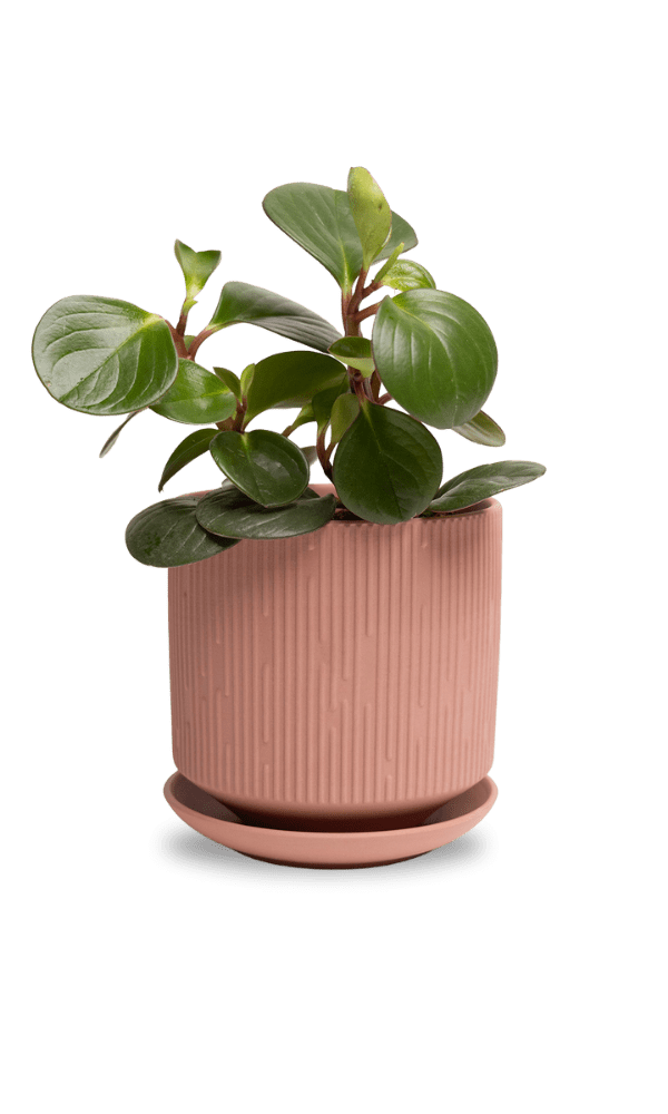 Virago 5" Porcelain Pot With Drainage Hole And Saucer - Chive Ceramics Studio - Pots - Chive Ceramics Studio