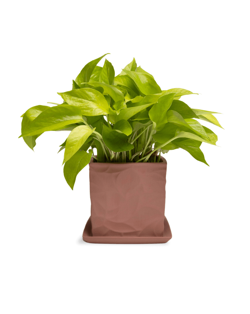 Virago 5" Porcelain Pot With Drainage Hole And Saucer - Chive Ceramics Studio - Pots - Chive Ceramics Studio