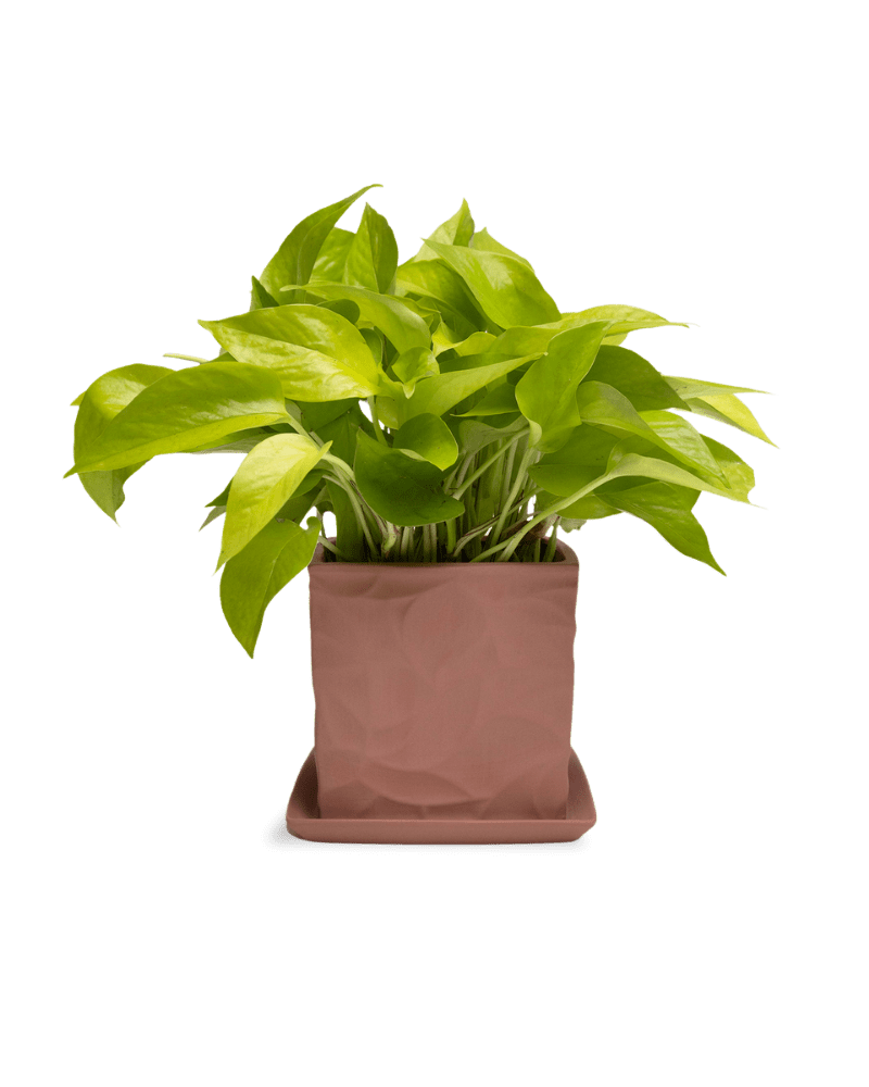 Virago 5" Porcelain Pot With Drainage Hole And Saucer - Chive Ceramics Studio - Pots - Chive Ceramics Studio