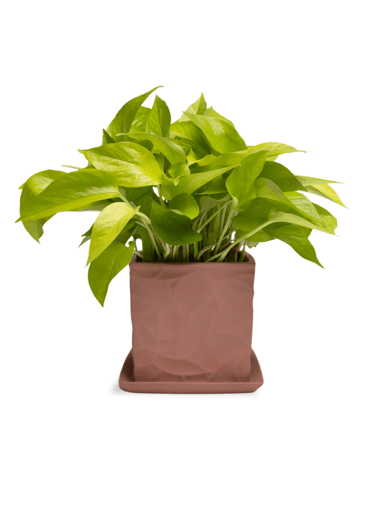 Virago 5" Porcelain Pot With Drainage Hole And Saucer - Chive Ceramics Studio - Pots - Chive Ceramics Studio