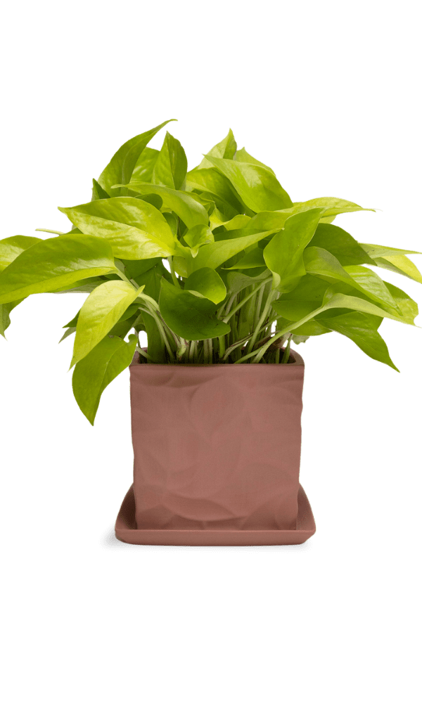 Virago 5" Porcelain Pot With Drainage Hole And Saucer - Chive Ceramics Studio - Pots - Chive Ceramics Studio