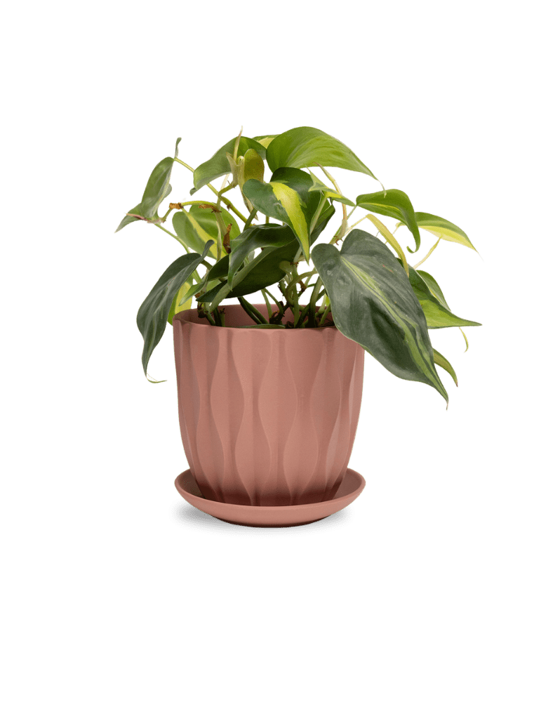 Virago 5" Porcelain Pot With Drainage Hole And Saucer - Chive Ceramics Studio - Pots - Chive Ceramics Studio