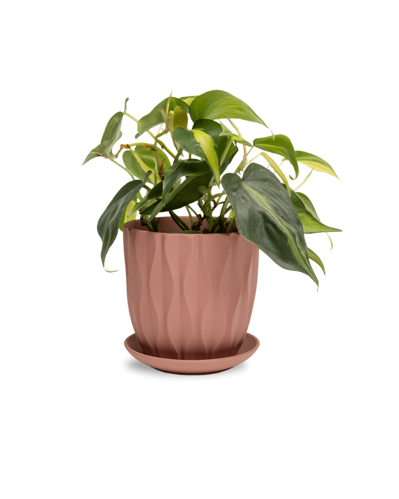 Virago 5" Porcelain Pot With Drainage Hole And Saucer - Chive Ceramics Studio - Pots - Chive Ceramics Studio