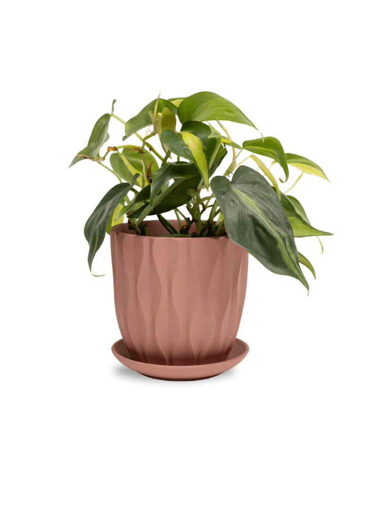 Virago 5" Porcelain Pot With Drainage Hole And Saucer - Chive Ceramics Studio - Pots - Chive Ceramics Studio