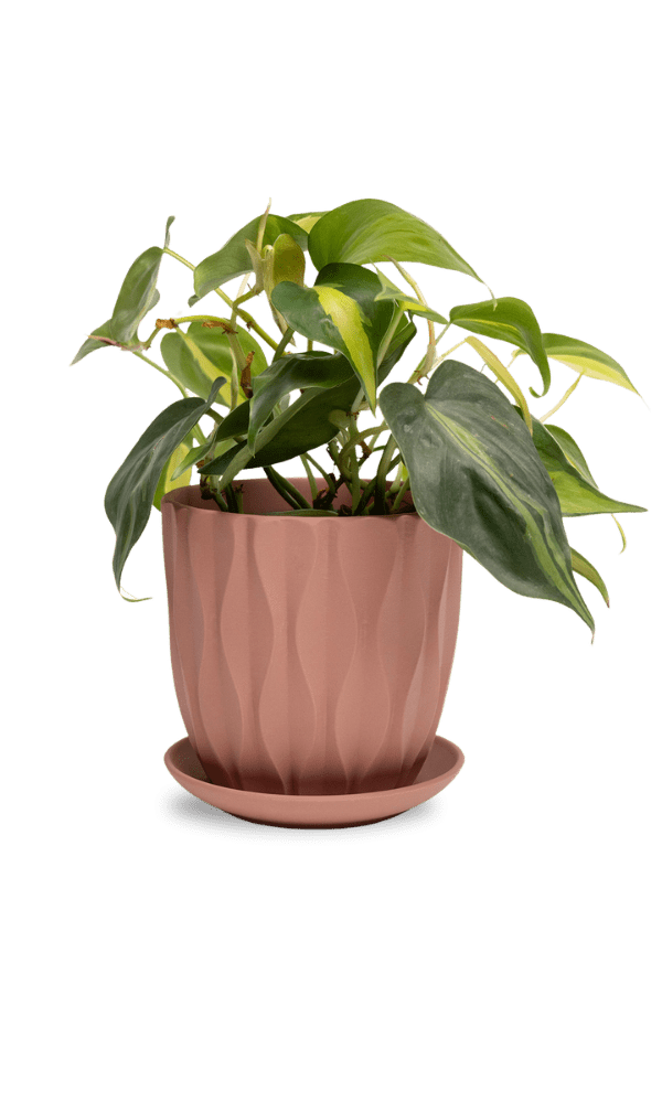 Virago 5" Porcelain Pot With Drainage Hole And Saucer - Chive Ceramics Studio - Pots - Chive Ceramics Studio