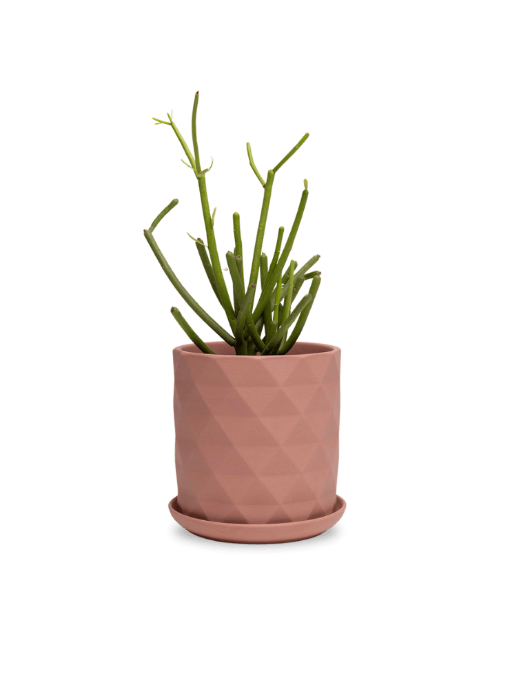 Virago 5" Porcelain Pot With Drainage Hole And Saucer - Chive Ceramics Studio - Pots - Chive Ceramics Studio