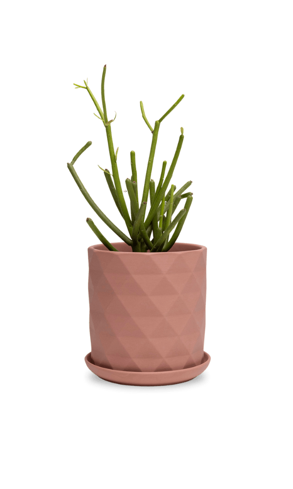 Virago 5" Porcelain Pot With Drainage Hole And Saucer - Chive Ceramics Studio - Pots - Chive Ceramics Studio