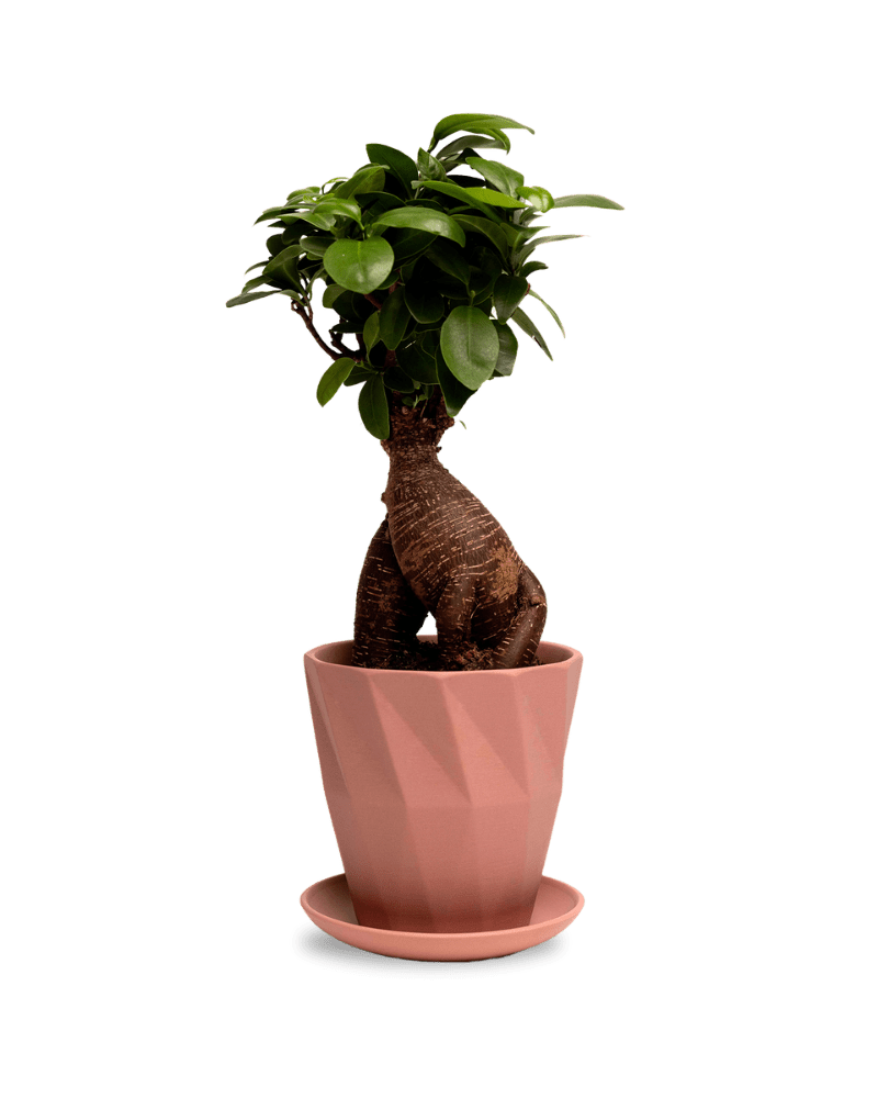 Virago 5" Porcelain Pot With Drainage Hole And Saucer - Chive Ceramics Studio - Pots - Chive Ceramics Studio