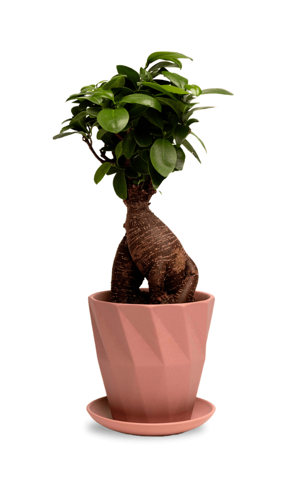 Virago 5" Porcelain Pot With Drainage Hole And Saucer - Chive Ceramics Studio - Pots - Chive Ceramics Studio